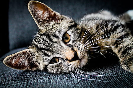 gray tabby kitten lies on black textile thumbnail