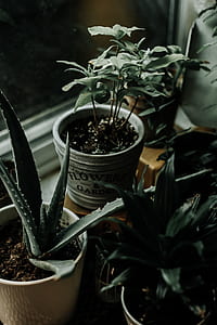 potted green plant thumbnail