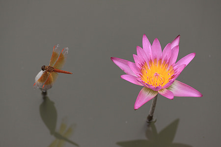 brown dragonfly on top of gray flower nest to pink and yellow flower bloom thumbnail