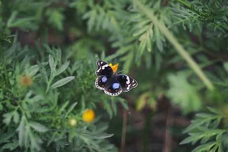 selective focus photo of black, blue, and white butterfly perched on orange flower thumbnail