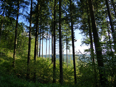 Trees in the forest in nature thumbnail