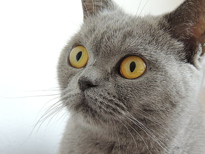 adult Russian blue thumbnail