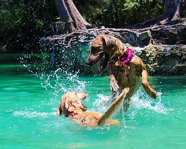 two short-coated brown dogs playing on water during daytime thumbnail