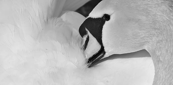 close-up photography of swan thumbnail