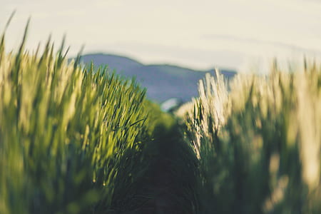 closeup photography of green grass during daytime thumbnail
