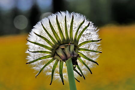 selective focus photo of white dandelion thumbnail
