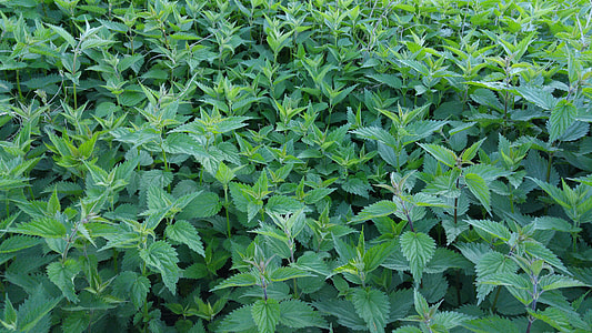 Burning Asses, Nettle Field thumbnail
