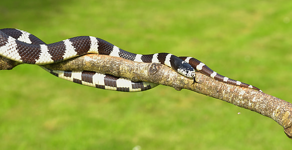 selective focus photo of black and white snake thumbnail