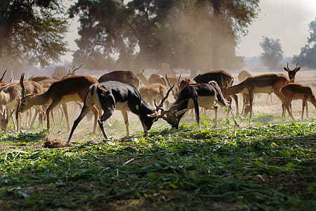 Flock of Brown Deer on Green Grass Field thumbnail