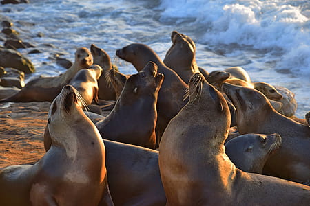 bunch of sea lions near body of water thumbnail