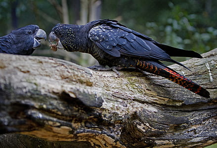black bird giving its food to another bird thumbnail