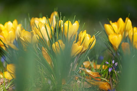 close up photography of yellow petaled flowers thumbnail