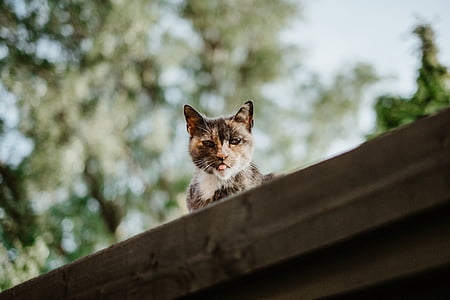 selective focus photo of calico cat on roof thumbnail