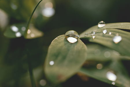 plant, blur, leaves, drop of water thumbnail