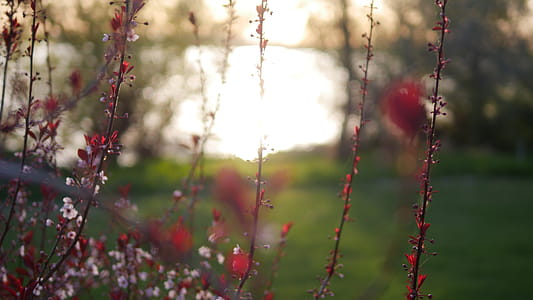 Red Flowers thumbnail