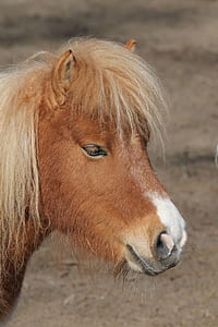 brown horse thumbnail