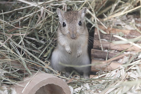black mouse thumbnail