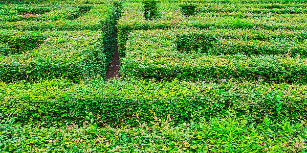 green plant thumbnail