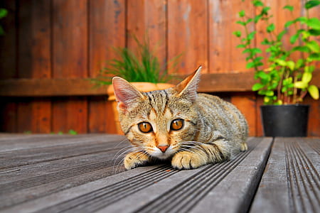 brown tabby cat laying on the floor thumbnail