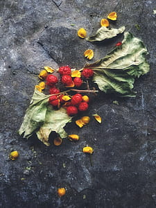 Red Fruit thumbnail