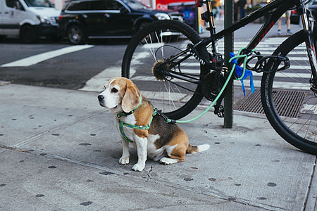 tricolor beagle sitting near bicycle beside road thumbnail