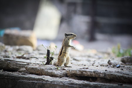 selective focus photograph of squirrel on rock thumbnail