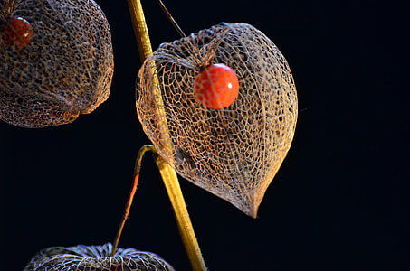 Bladder Cherry, Physalis thumbnail