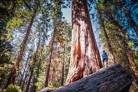 man standing on tree trunk thumbnail