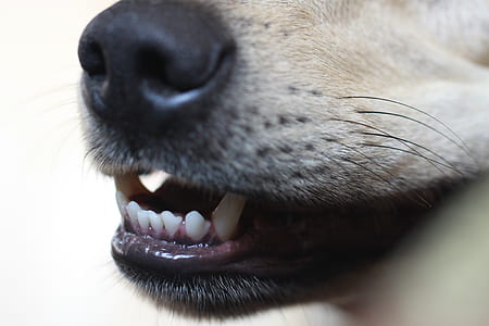 close up photography of dog's snout thumbnail