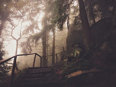 gray concrete stairs surrounded by fogs and pine trees thumbnail