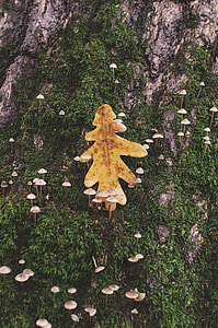 brown mushrooms and yellow leaf on ground thumbnail