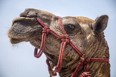 camel head thumbnail