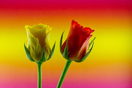 two yellow and red rose flowers thumbnail