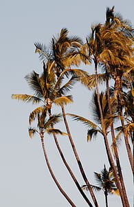 brown and green trees thumbnail