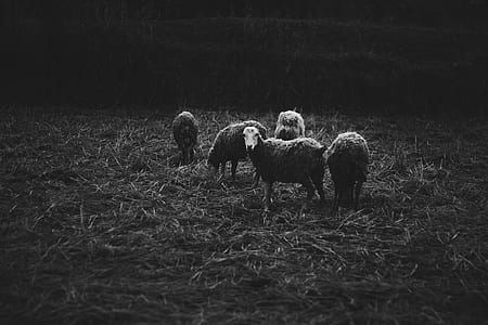 grayscale photography of sheeps thumbnail