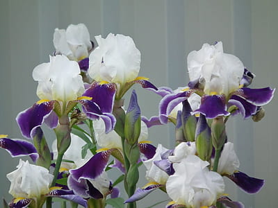 selective focus photography of white-and-purple petaled flowers thumbnail