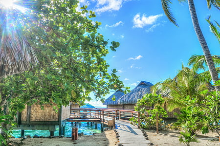 brown beach houses near coconut trees thumbnail