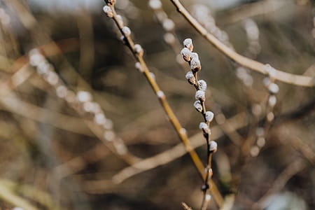 Fresh spring catkin branches thumbnail