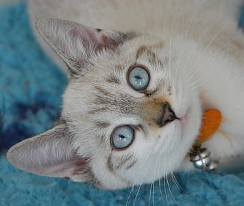 closeup photo of cat lying on teal sheet thumbnail