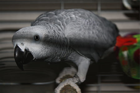 gray bird in cage thumbnail
