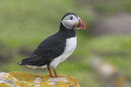 black and white bird perched on stone thumbnail