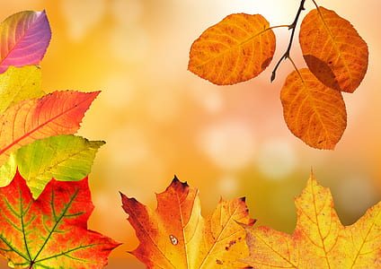 maple leaves thumbnail