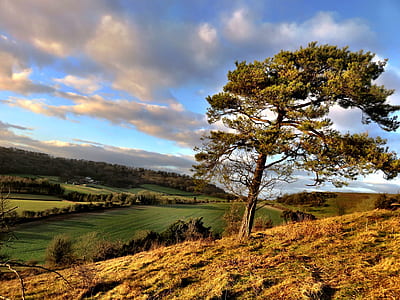photo of green leafed tree during daytime thumbnail