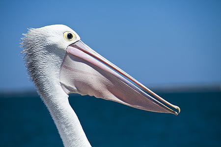 white bird thumbnail