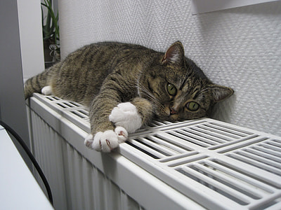 brown tabby cat laying on white steel bench thumbnail
