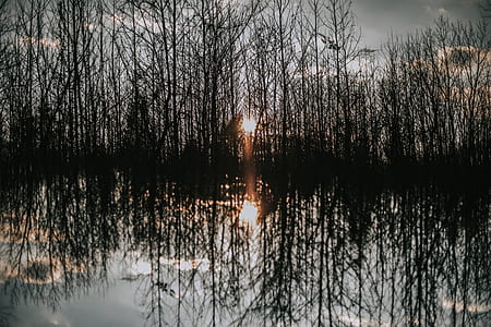silhouette of trees thumbnail