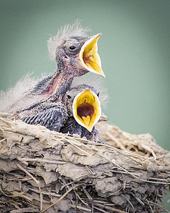 close-up photo of two bird chick on nest thumbnail