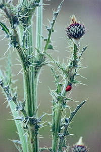 Shallow Focus Photography of Flowers thumbnail