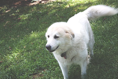 White Coated Dog on Top of Green Grass Field thumbnail