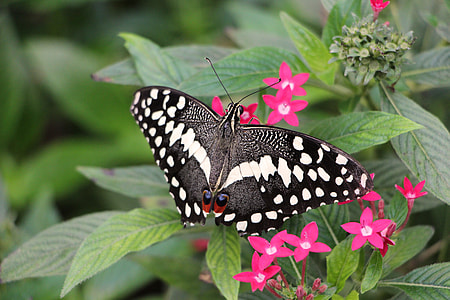 Lime Butterfly thumbnail